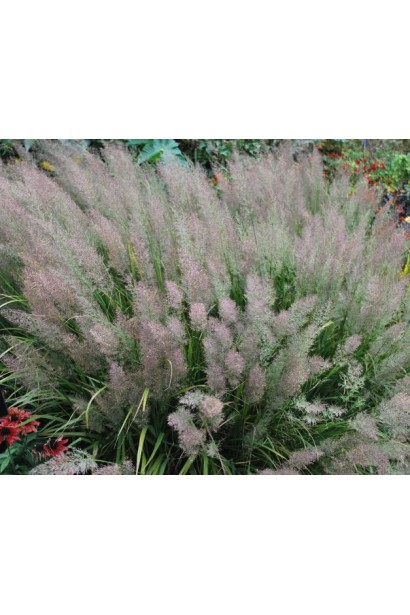 Війник коротковолосистий — природний мешканець сухих луків